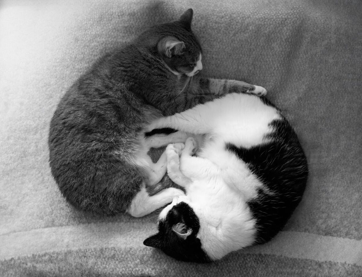 2-Cats-sleeping