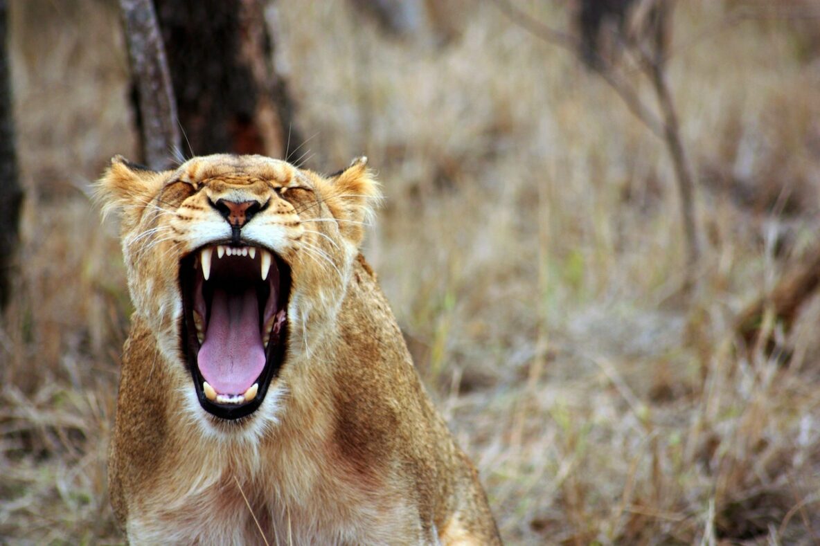 Angry-Lion