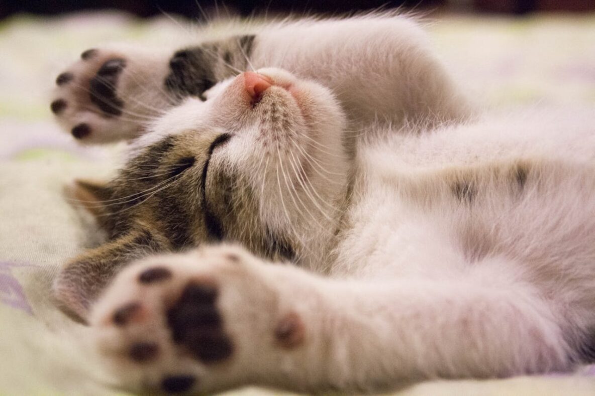 Kitten-Sleeping