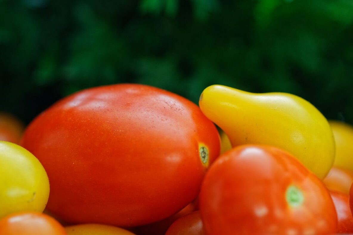 Pomodoro-Tomato