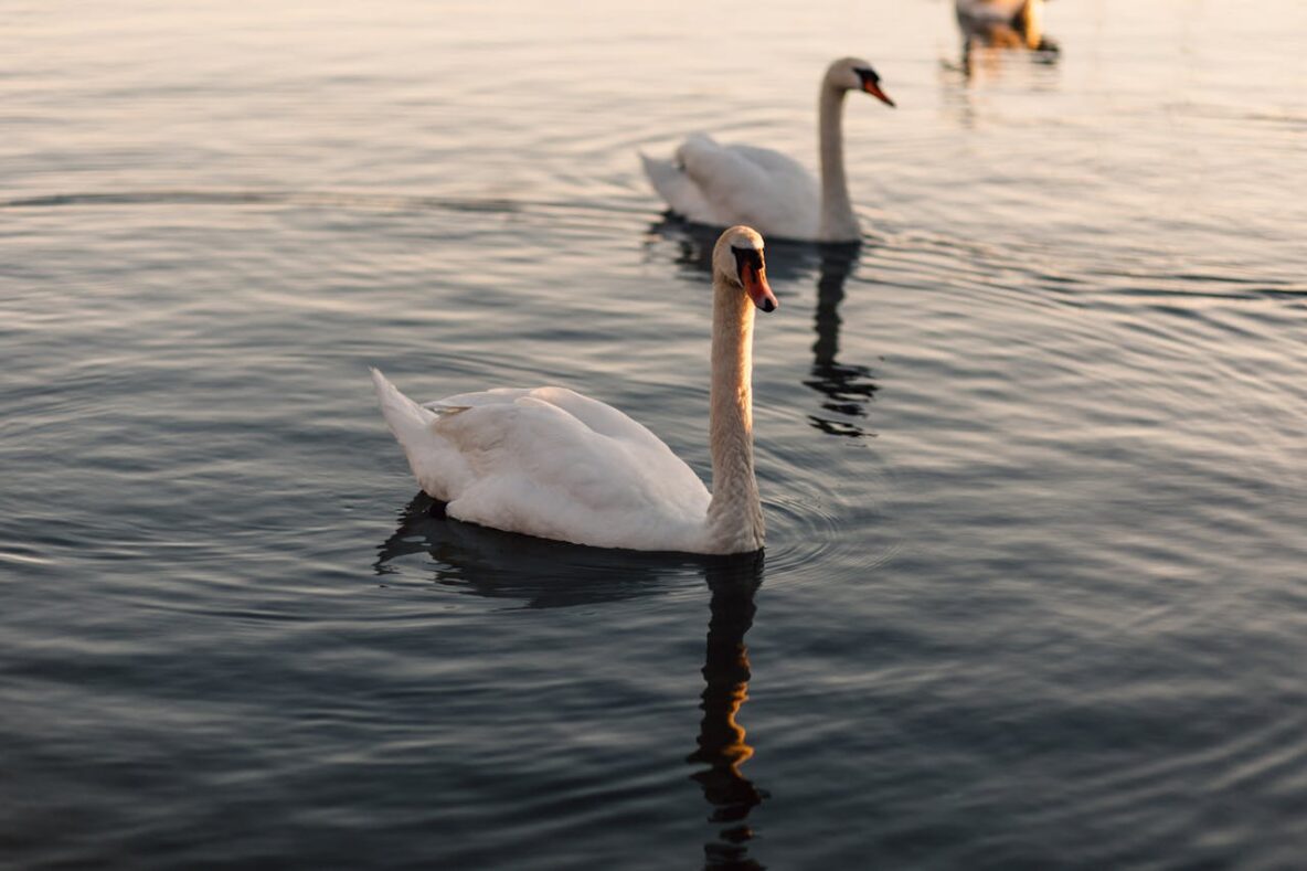 Swans